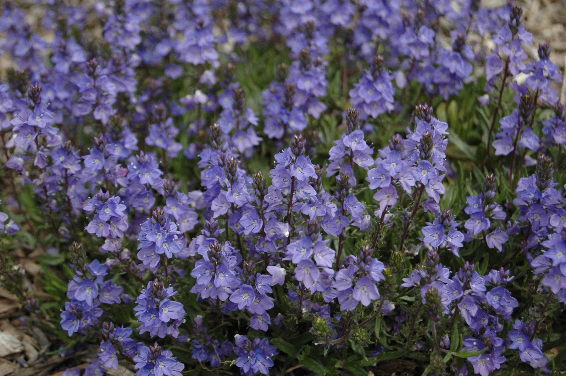 Blue Yonder Veronica 1 Blue Yonder Veronica