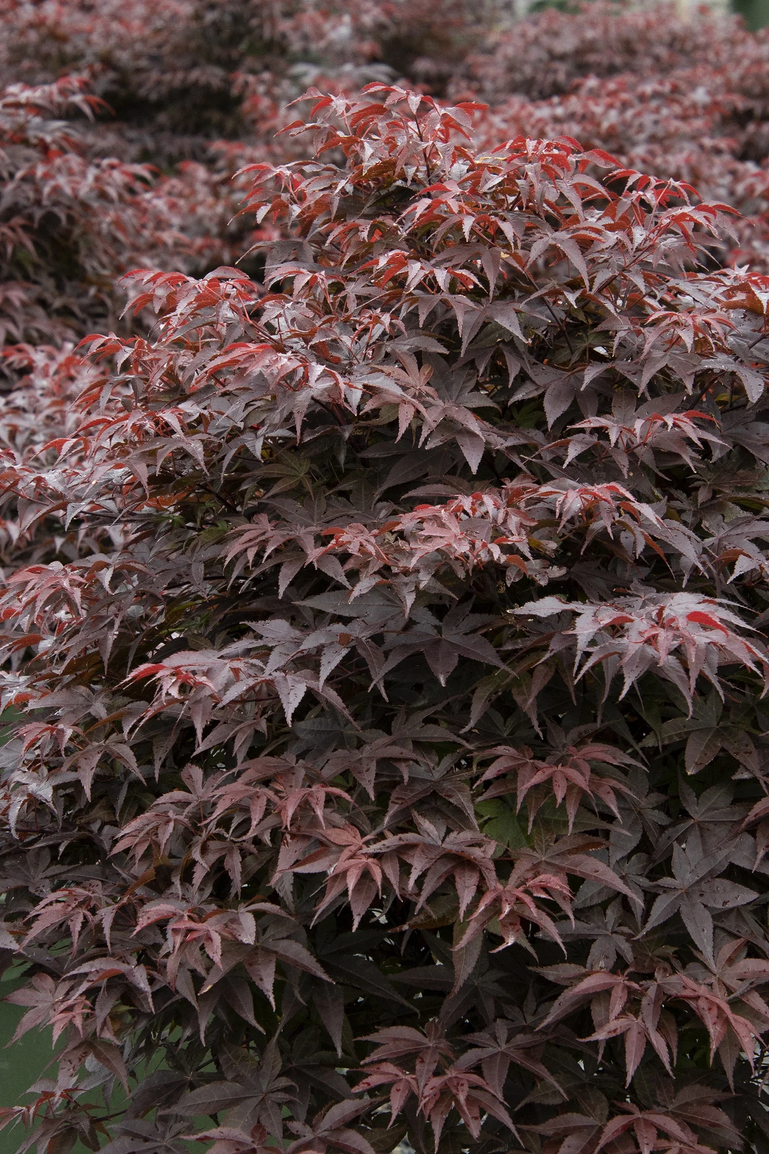 Rhode Island Red Japanese Maple