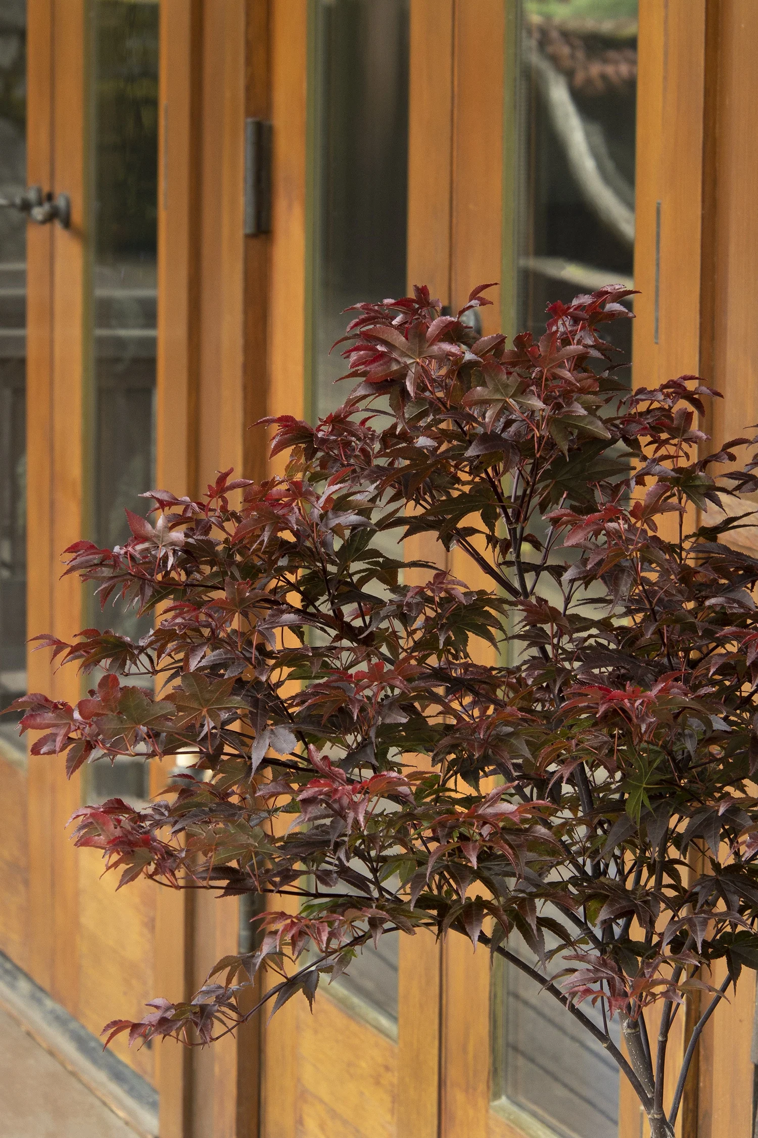 Rhode Island Red Japanese Maple 2 Rhode Island Red Japanese Maple