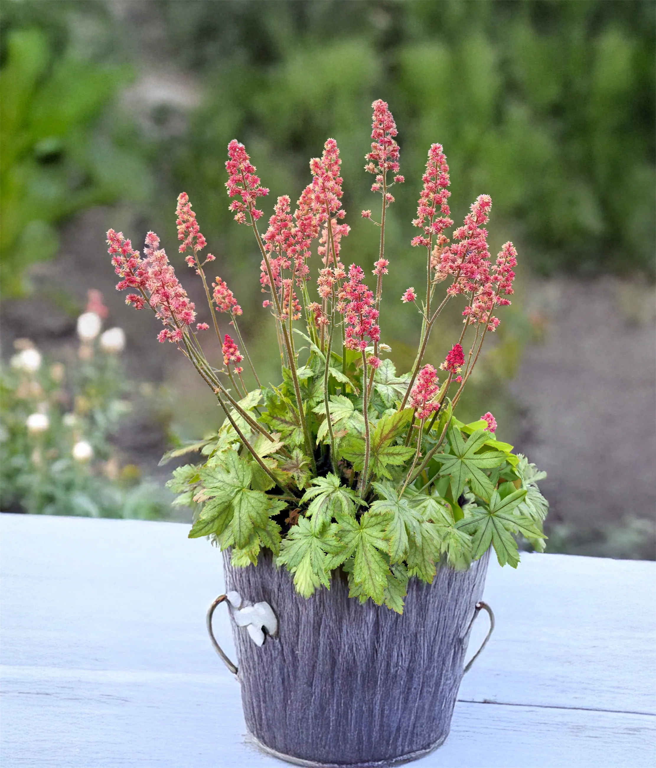 Pink Stardust Heucherella 2 Pink Stardust Heucherella