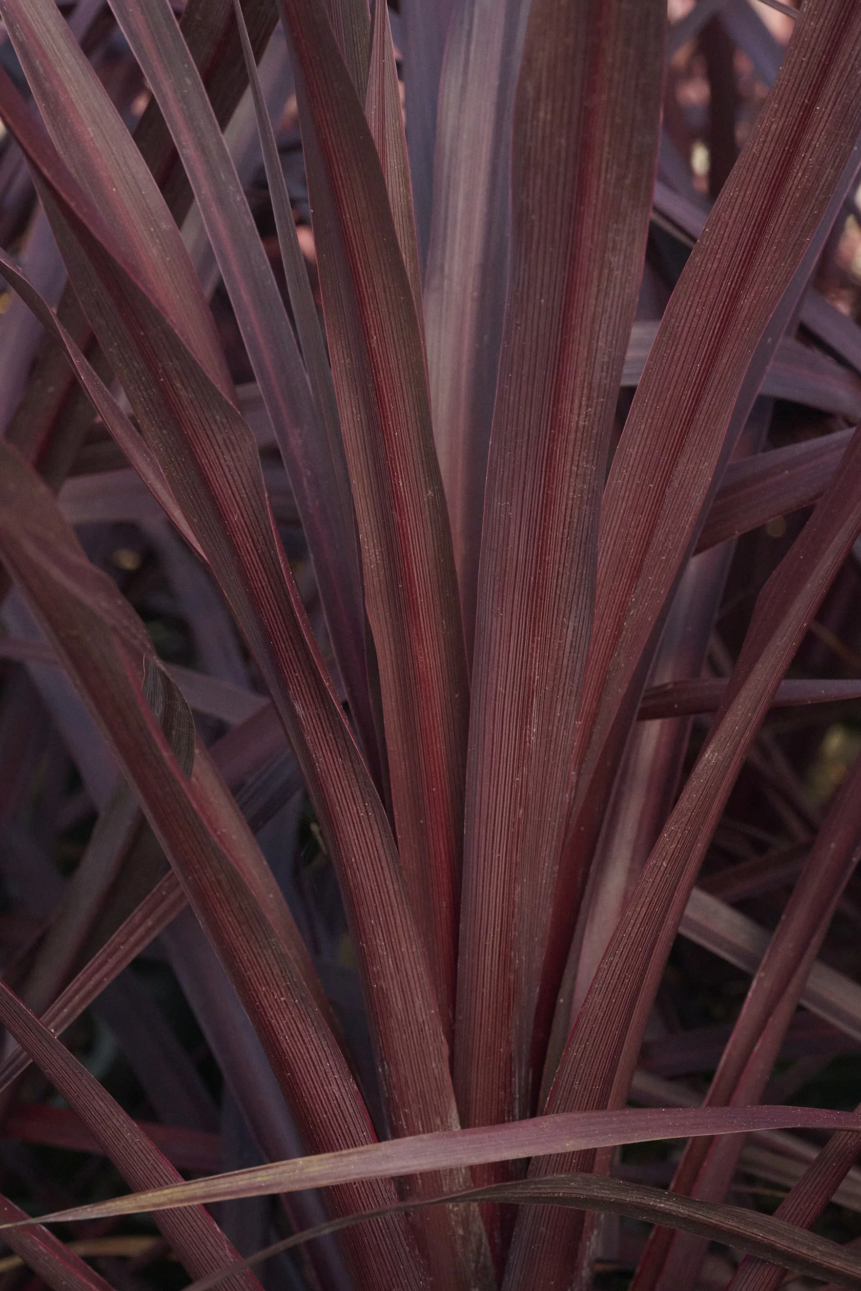 Very Cherry Cordyline