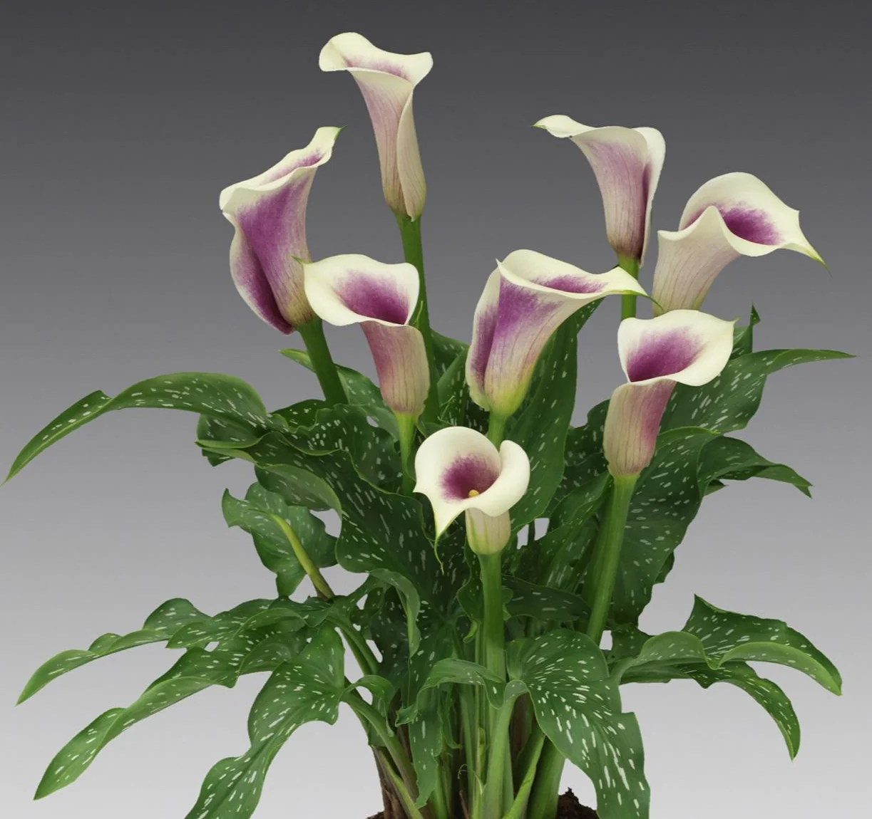 Captain Bicolor Purple Calla Lily 3 Captain Bicolor Purple Calla Lily