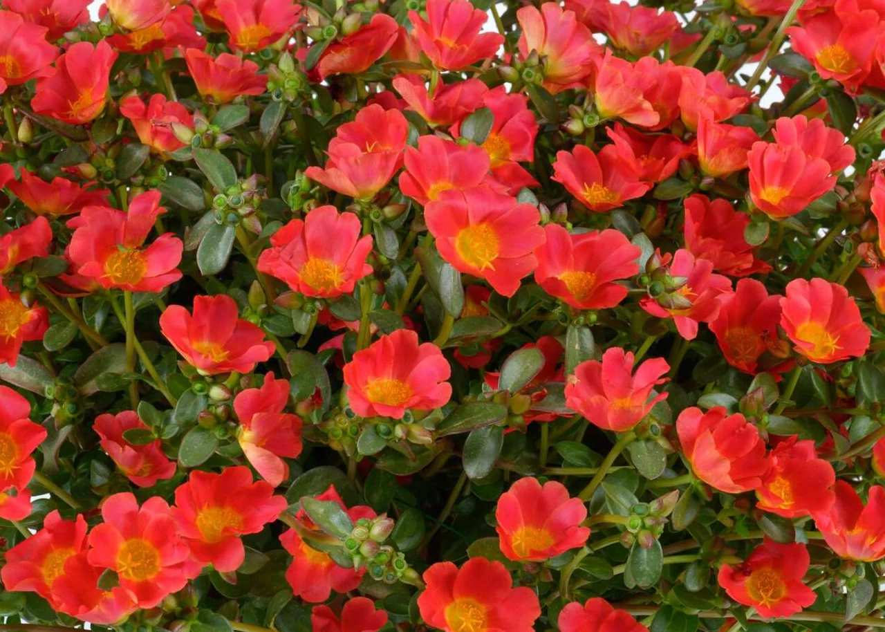 Mega Pazzaz™ Red Purslane 1 Mega Pazzaz™ Red Purslane