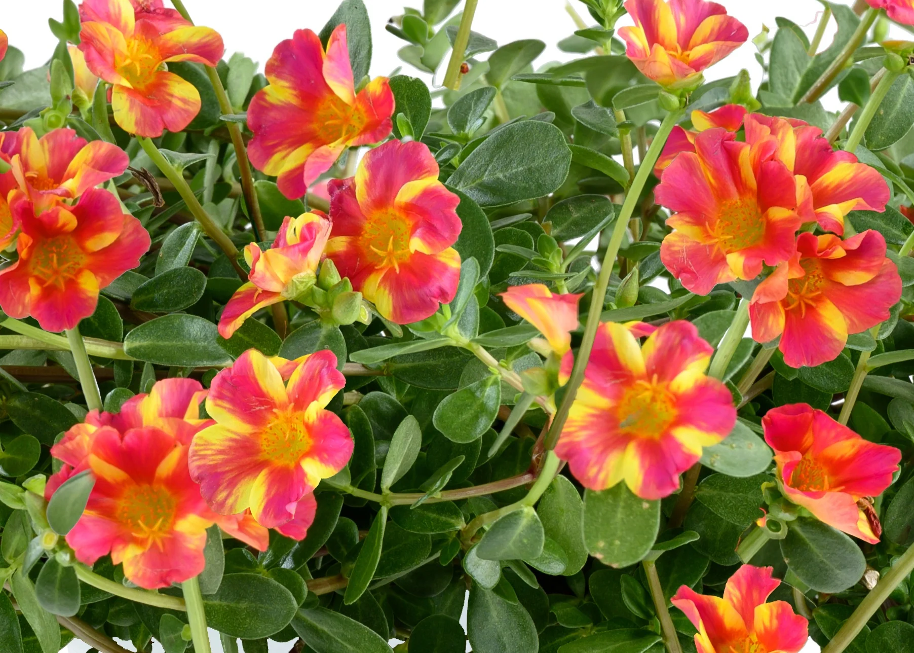 Mega Pazzaz™ Pink Twist Purslane 2 Mega Pazzaz™ Pink Twist Purslane