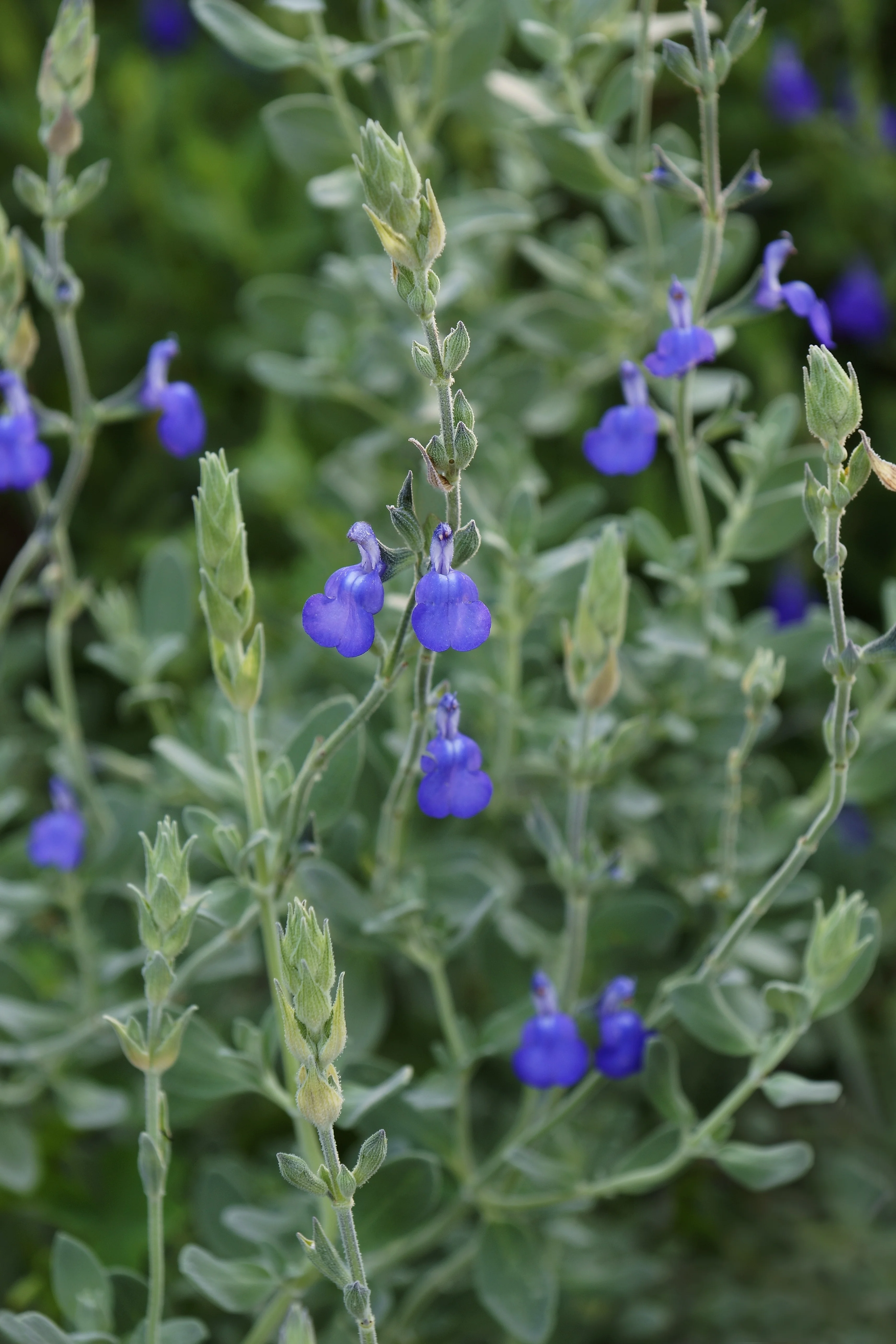Marine Blue Sage