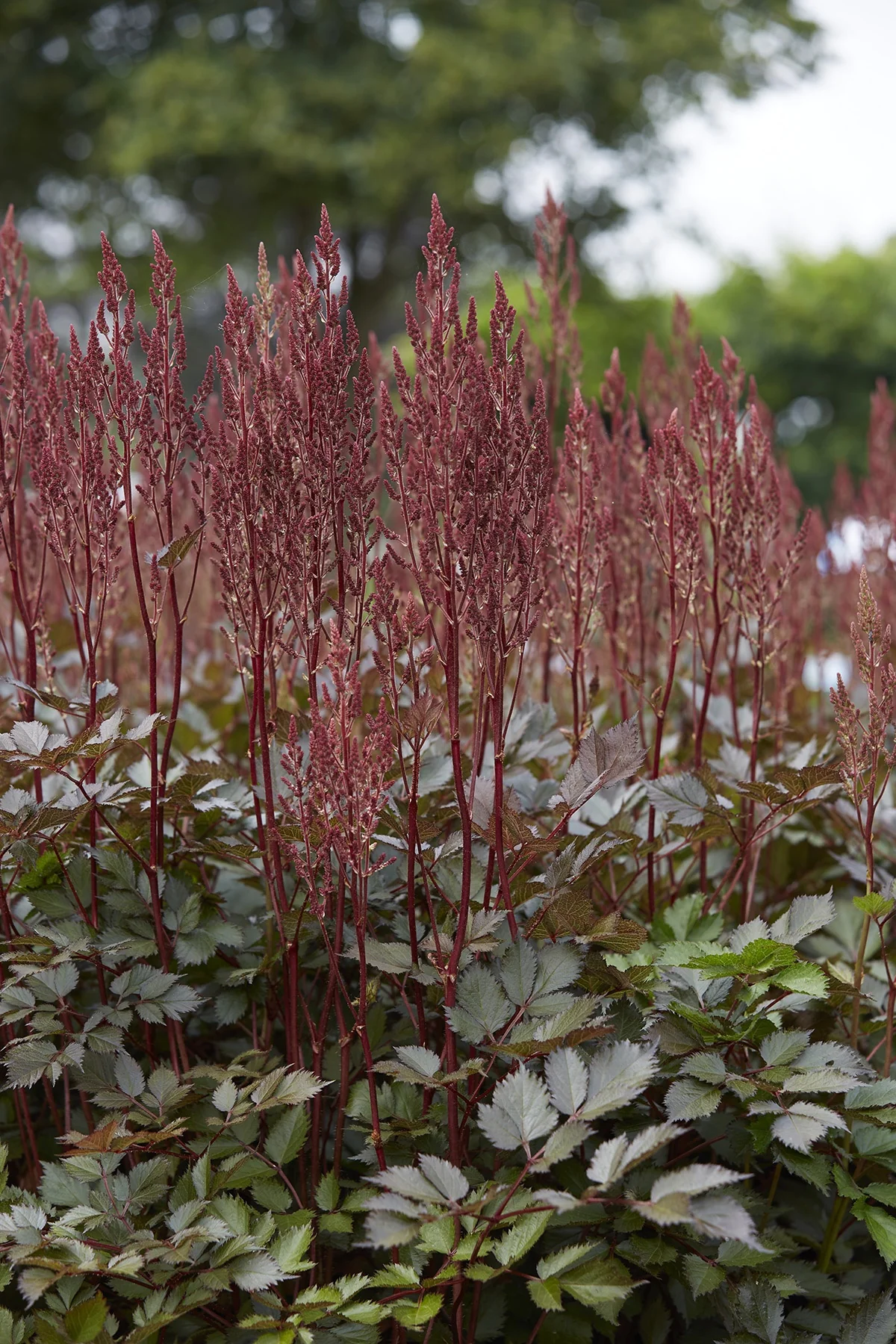 Mighty Chocolate Cherry Astilbe