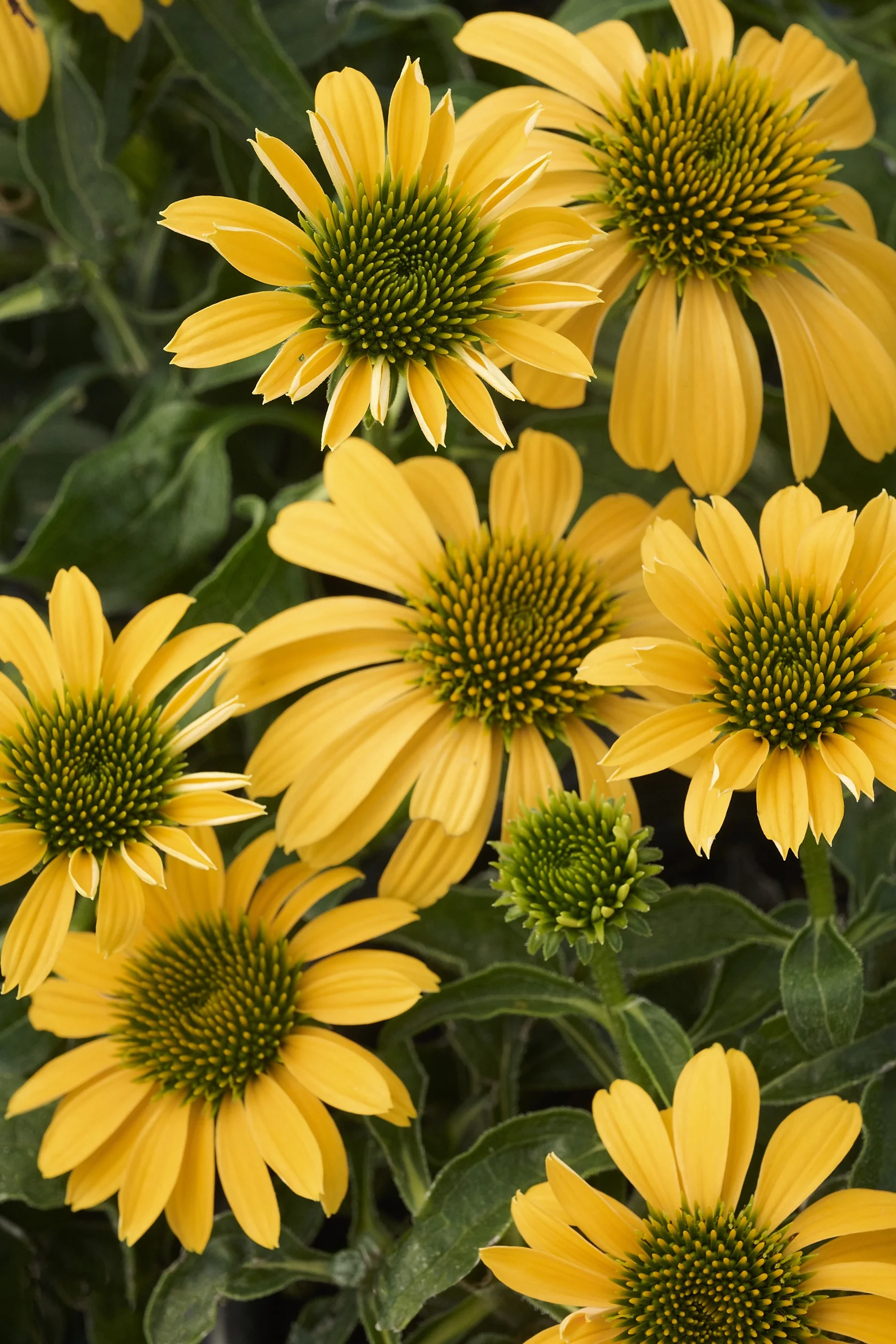 SunMagic™ Vintage Yellow Coneflower