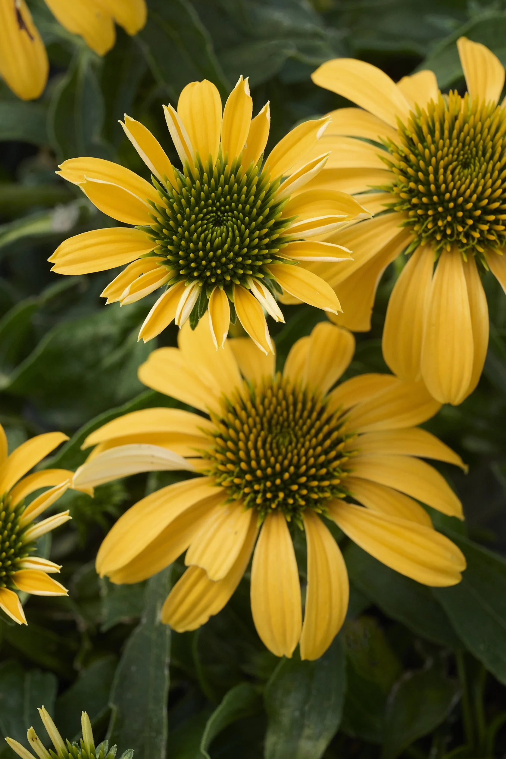 SunMagic™ Vintage Yellow Coneflower