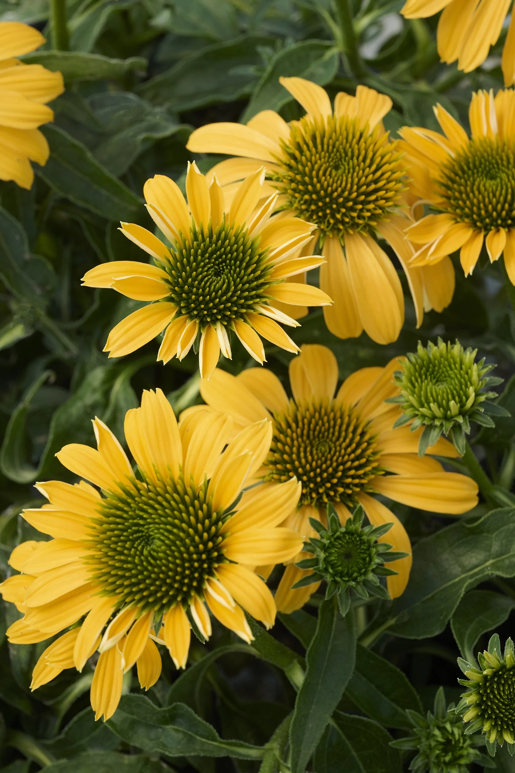 SunMagic™ Vintage Yellow Coneflower 3 SunMagic™ Vintage Yellow Coneflower