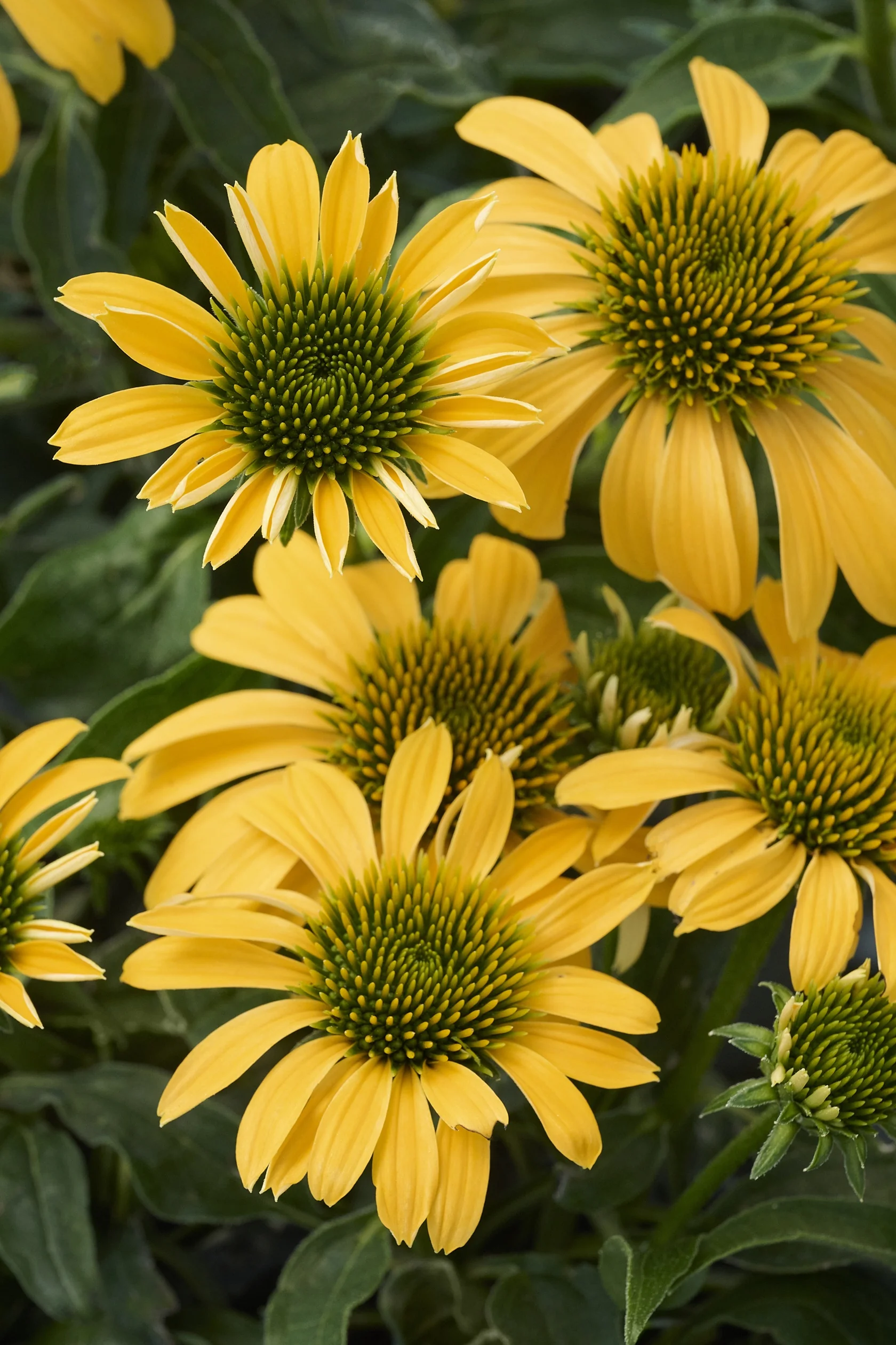 SunMagic™ Vintage Yellow Coneflower 4 SunMagic™ Vintage Yellow Coneflower