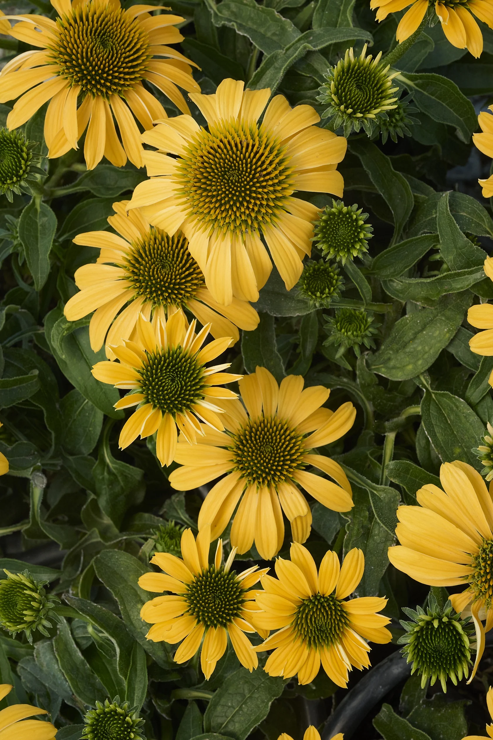 SunMagic™ Vintage Yellow Coneflower 5 SunMagic™ Vintage Yellow Coneflower