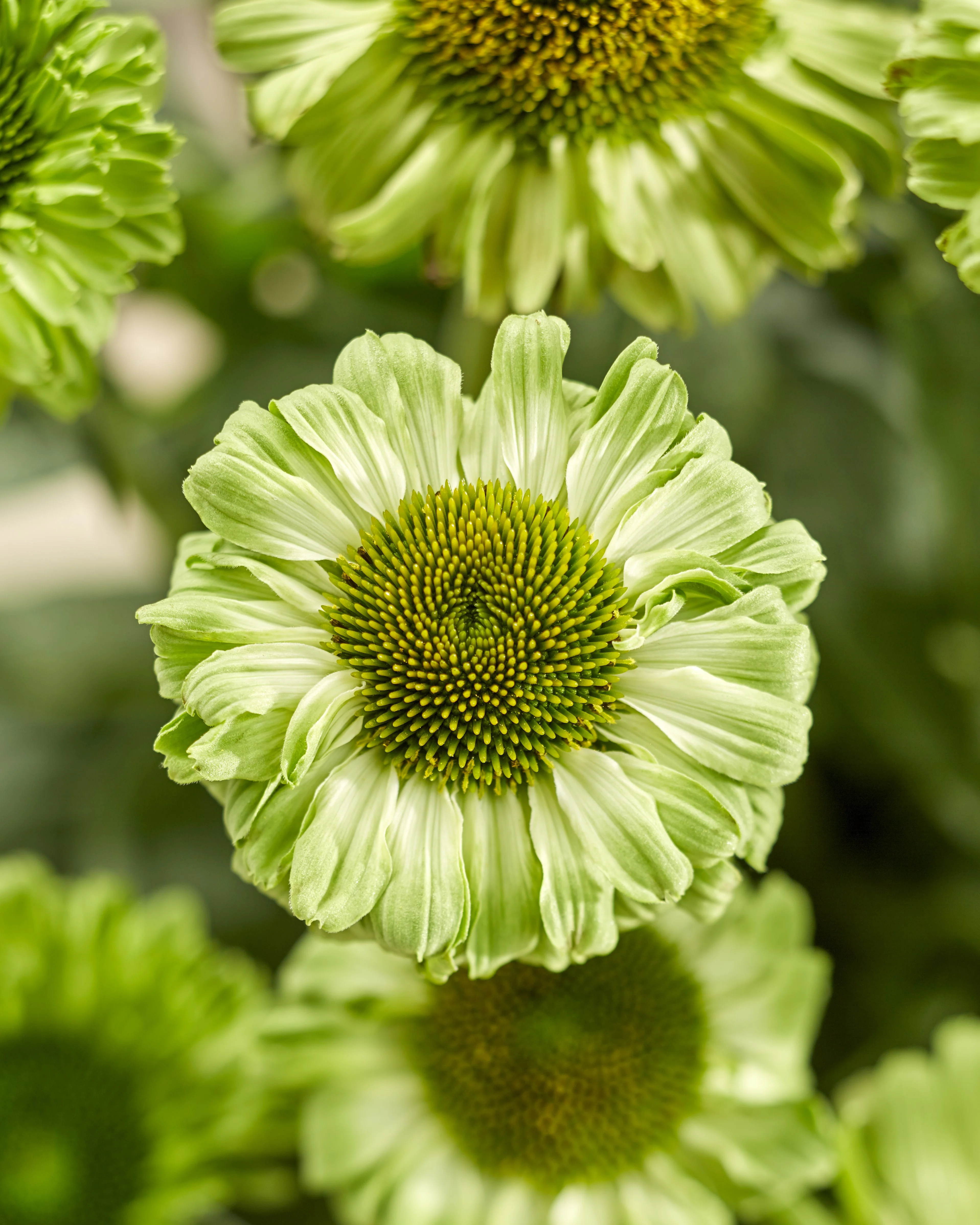 SunSeekers® Apple Green Coneflower
