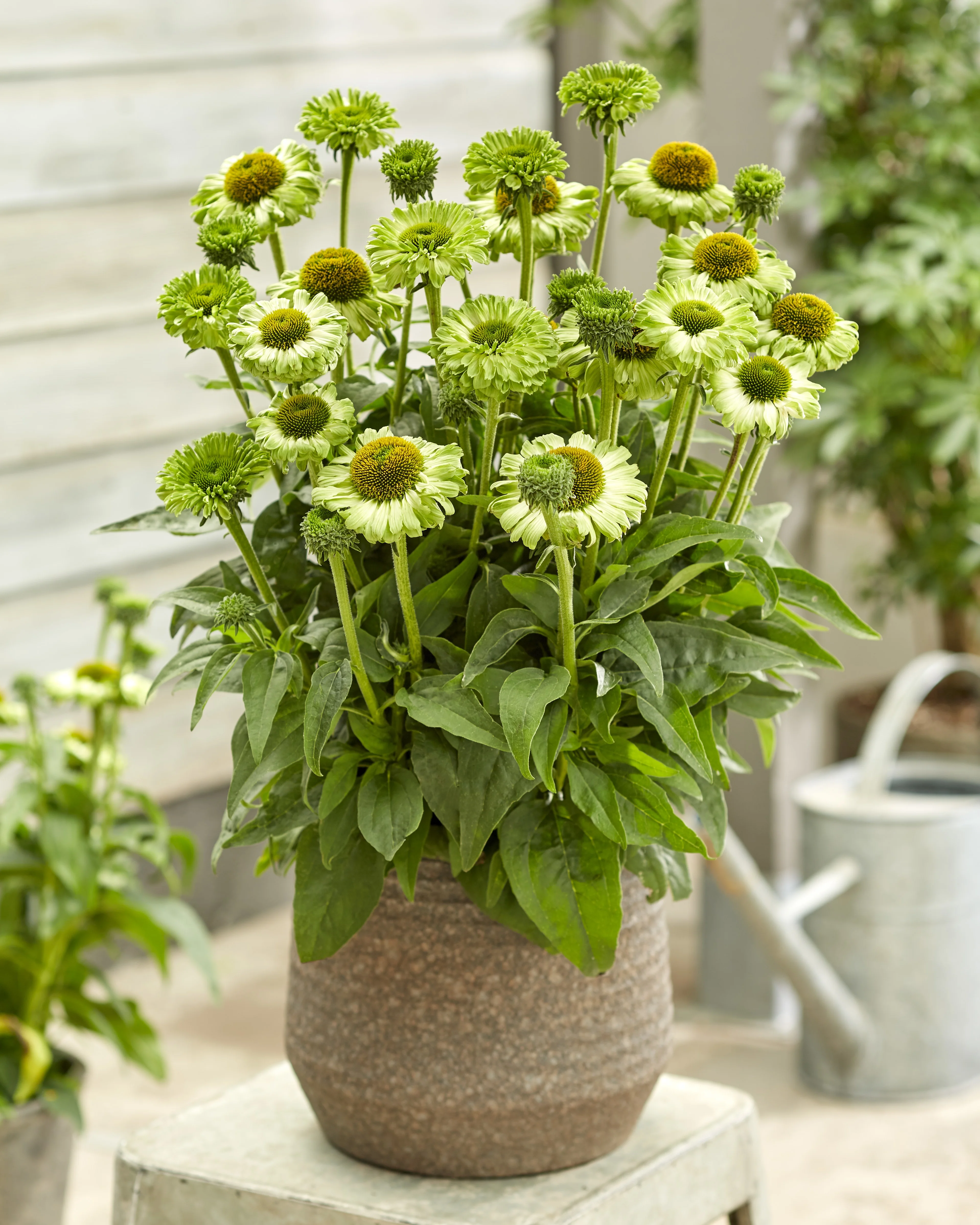 SunSeekers® Apple Green Coneflower