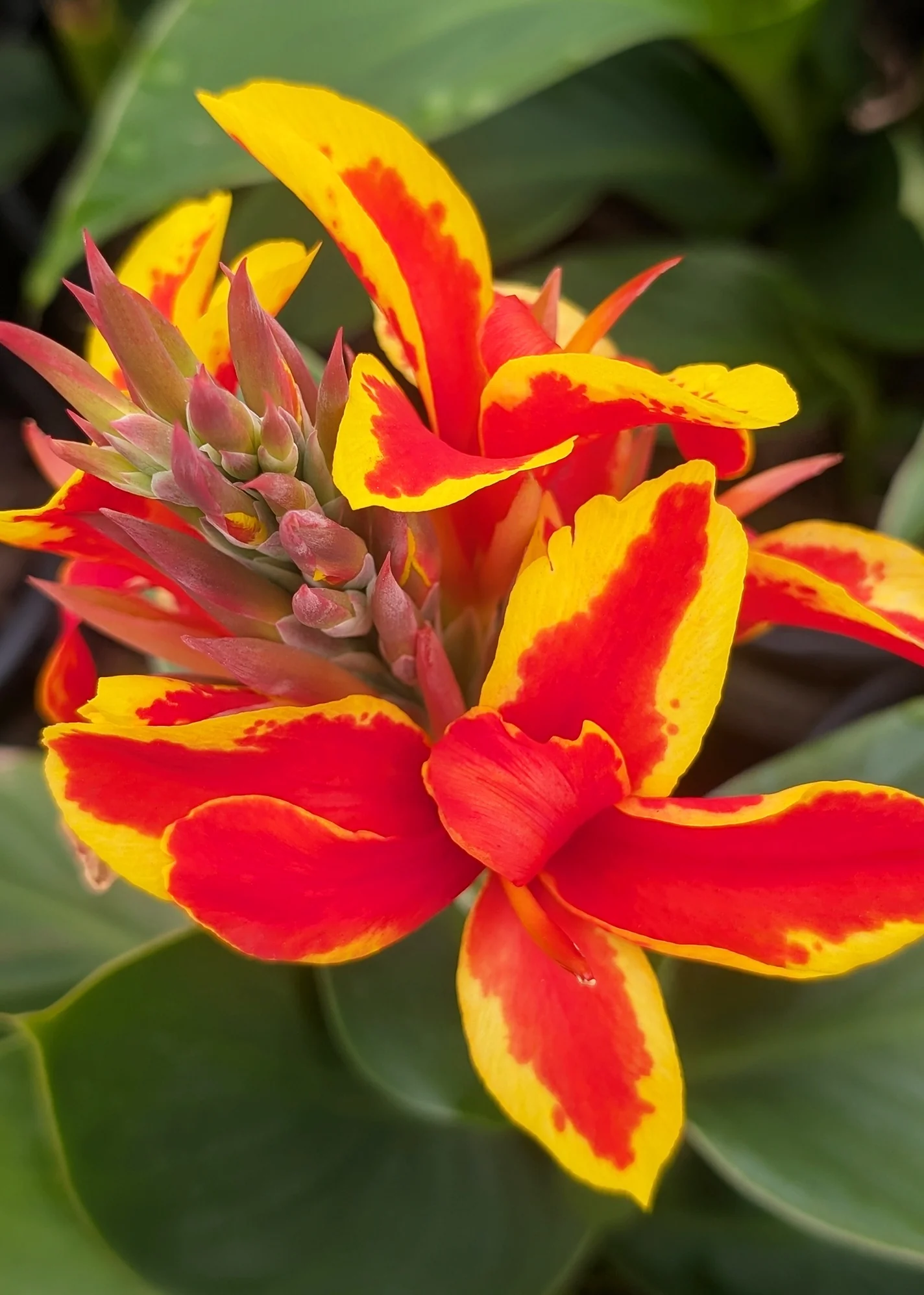Cannova® Red Golden Flame Canna Lily