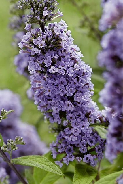High Five Purple Butterfly Bush