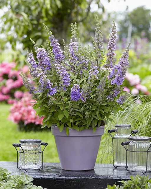 High Five Purple Butterfly Bush 2 High Five Purple Butterfly Bush