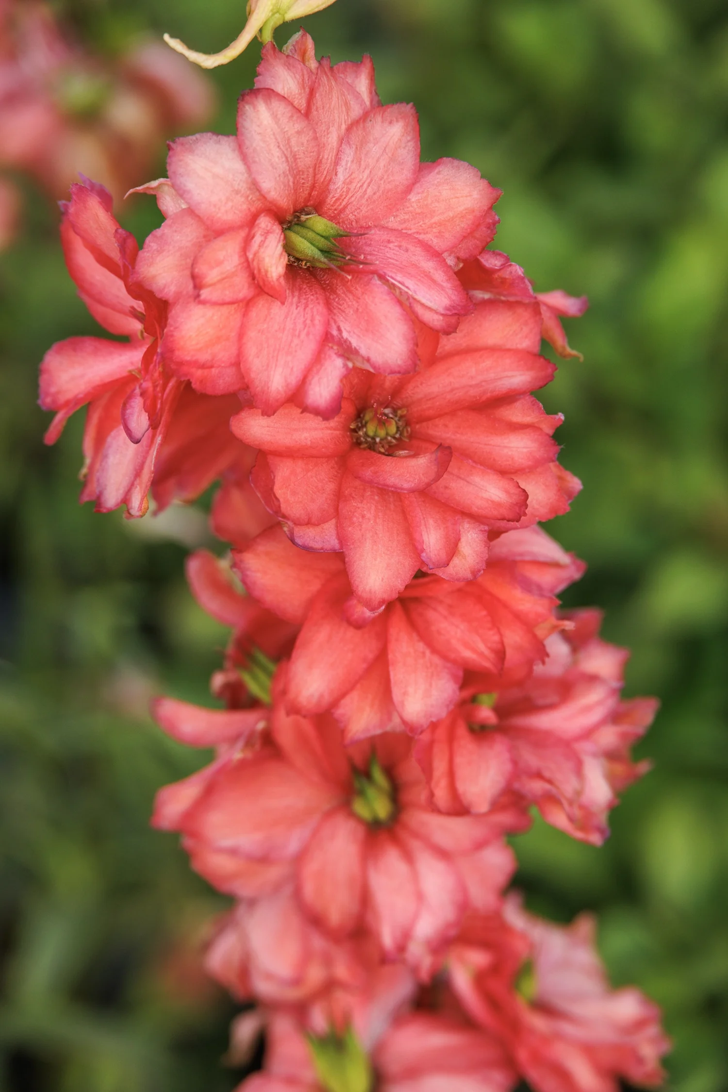 Red Lark Delphinium