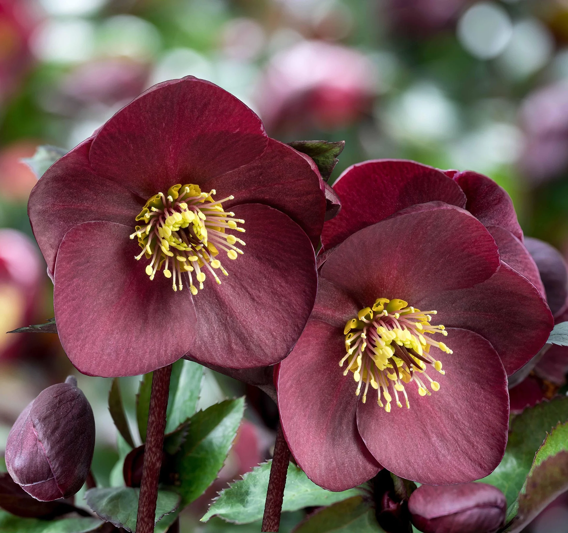 Ice N' Roses® Brunello Hellebore