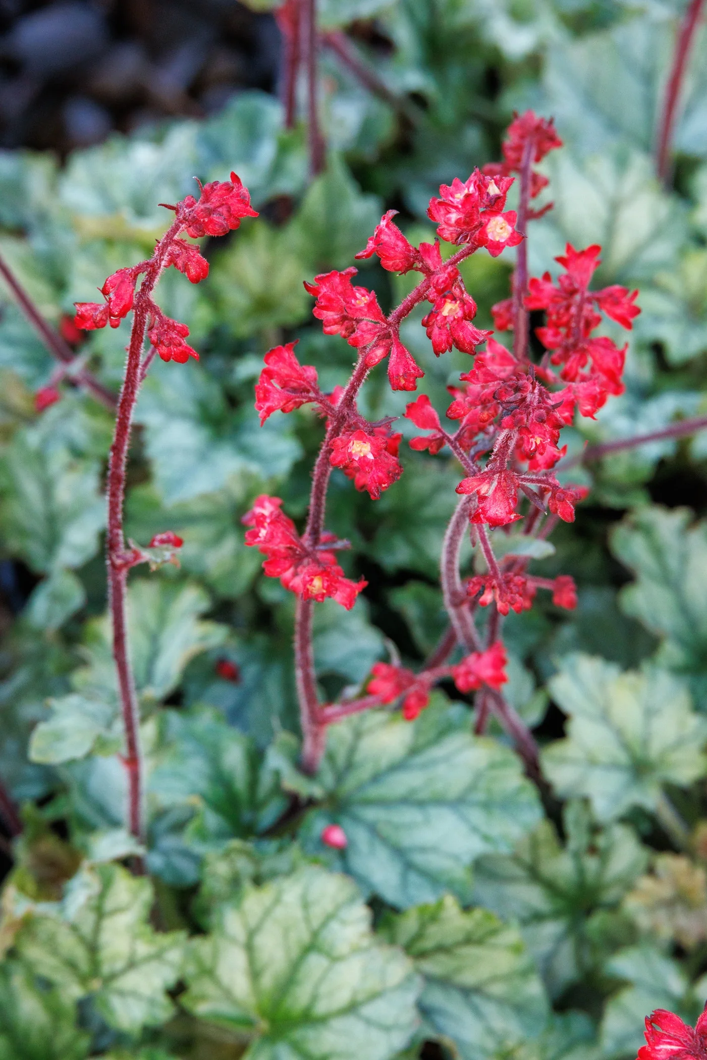 Petite Emerald™ Heuchera