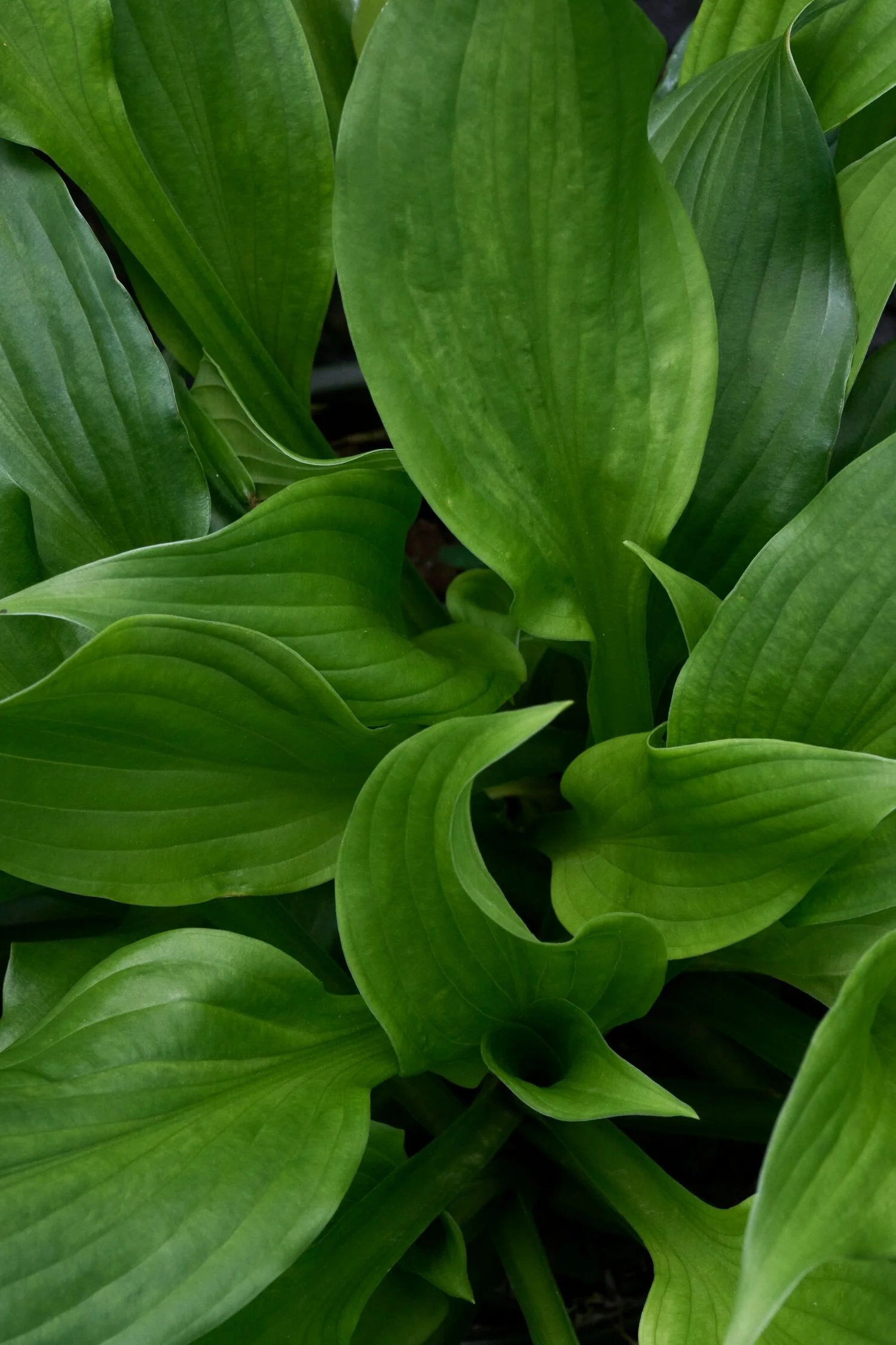 Mediovariegata Hosta