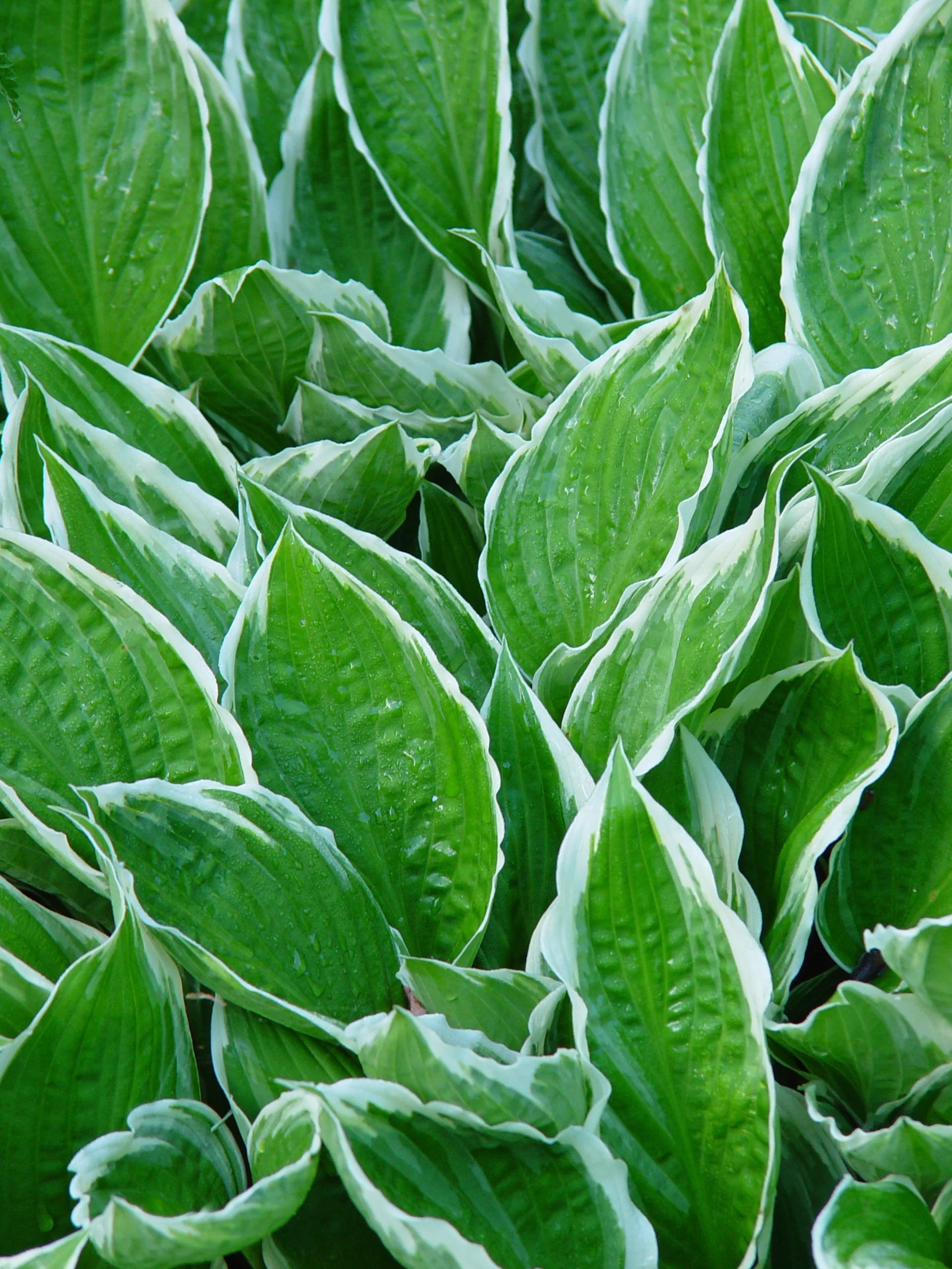 Albo Marginata Hosta
