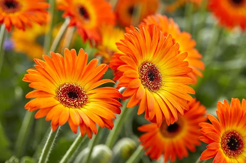 Garvinea® Sweet Sunset Gerbera Daisy 3 Garvinea® Sweet Sunset Gerbera Daisy