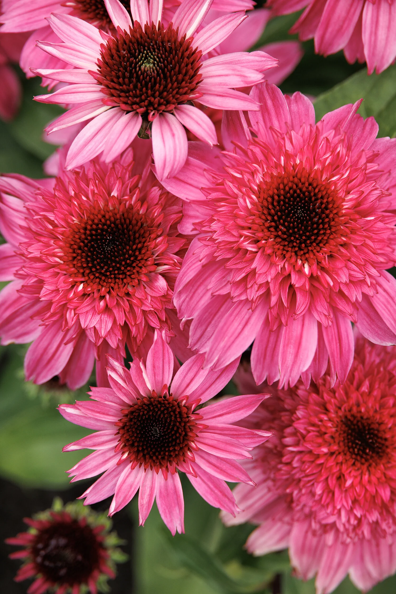 Double Scoop™ Watermelon Deluxe Coneflower 3 Double Scoop™ Watermelon Deluxe Coneflower